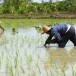กลุ่มชาติพันธุ์ไทยพวน ในเขตพื้นที่จังหวัดสุพรรณบุรี