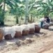 การถนอมอาหารจำพวกสัตว์ของชาวโคราช 