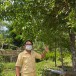 หมูชะมวง