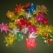 ลูกกัลปพฤกษ์