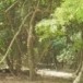 ป่าดงภูดิน