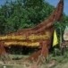 อุทยานแห่งชาติหาดขนอม