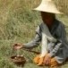 เครื่องเซ่นและอุปกรณ์รับขวัญข้าว