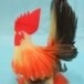 ไก่แจ้ประดิษฐ์จากขวดน้ำพลาสติก
