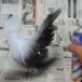 ไก่แจ้ประดิษฐ์จากขวดน้ำพลาสติก