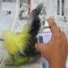 ไก่แจ้ประดิษฐ์จากขวดน้ำพลาสติก