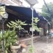 ร้านไก่ย่างตาแป๊ะ (ร้านอาหารพื้นเมือง)