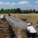 การเพาะเห็ดฟางบ้านสระไม้แดง อำเภอสนามชัยเขต