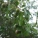 หมากเบน(ตะขบป่า)