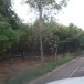 การกรีดยางพาราตำบลดูนสาด 