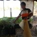 การกรีดยางพาราตำบลดูนสาด 