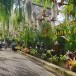 สวนนงนุช