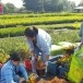 หมู่บ้านไม้ดอกไม้ประดับ คลอง 15