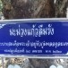 ต้นมะม่วงแก้วลืมรัง  ต้นไม้ทรงปลูก