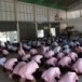 โรงเรียนเทศบาล ๒ วัดสว่างคงคา  เมืองกาฬสินธุ์ จังหวัดกาฬสินธุ์ 