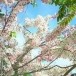 ความเชื่อเกี่ยวกับต้นกัลปพฤกษ์