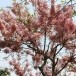 ความเชื่อเกี่ยวกับต้นกัลปพฤกษ์