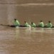 การแข่งเรือยาว