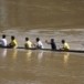 การแข่งเรือยาว