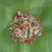 อาหารพื้นบ้าน  หมกไข่ใส่ไข่มดแดง