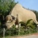 กูปรี (วัวป่า)