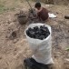 การเผาถ่านเตาดินเหนียว ตามแบบภูมิปัญญาชาวบ้าน