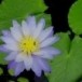 บัวผัน - บัวเผื่อน 
