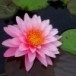 บัวผัน - บัวเผื่อน 