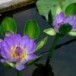 บัวผัน - บัวเผื่อน 