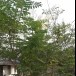 ดอกซอมพอ