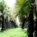 สวนตาล ลุงถนอม