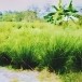 ผลิตภัณฑ์จักสานจากใบหญ้าแฝกเกาะสวาด