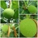 ขนมสาเกเชื่อม