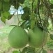 ส้มโอพันธุ์ปัตตาเวีย  ส้มโอสายพันธุ์ใหม่ของชาวอำเภอเวียงแก่น