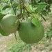 ส้มโอพันธุ์ปัตตาเวีย  ส้มโอสายพันธุ์ใหม่ของชาวอำเภอเวียงแก่น