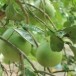 ส้มโอพันธุ์ปัตตาเวีย  ส้มโอสายพันธุ์ใหม่ของชาวอำเภอเวียงแก่น