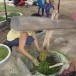 ประเพณีกวนข้าวยาคู