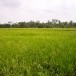 การทำนา ชุมชนตำบลบางขวัญ