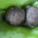 ขนมครก