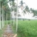 สุสานเจ้าหมื่น เจ้าเภา