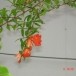 ความเชื่อเกี่ยวกับต้นทับทิม