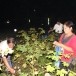 ประเพณีมหาบุญจุลกฐิน