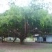วัดไทรโรงโขน  ตำบลไทรโรงโขน อำเภอตะพานหิน จังหวัดพิจิตร
