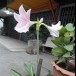ความเชื่อเกี่ยวกับว่านรางนาก