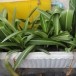 ความเชื่อเกี่ยวกับว่านรางนาก