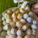 บัวลอยลำไย