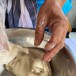 ขนมใบหลำป้าง