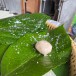 ขนมใบหลำป้าง