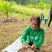 การหนำข้าว (การปลูกข้าวไร่)