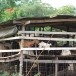 ประวัติหมู่บ้านเขายายเที่ยงใต้